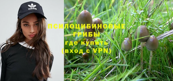 стаф Ельня